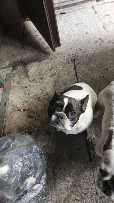 Французькі бульдоги в добрі руки