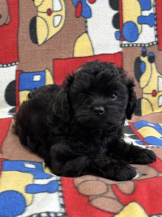Shihpoo-Pudel Toy /badania gen -Suczka