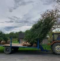 Świerki do nasadzeń z plantacji