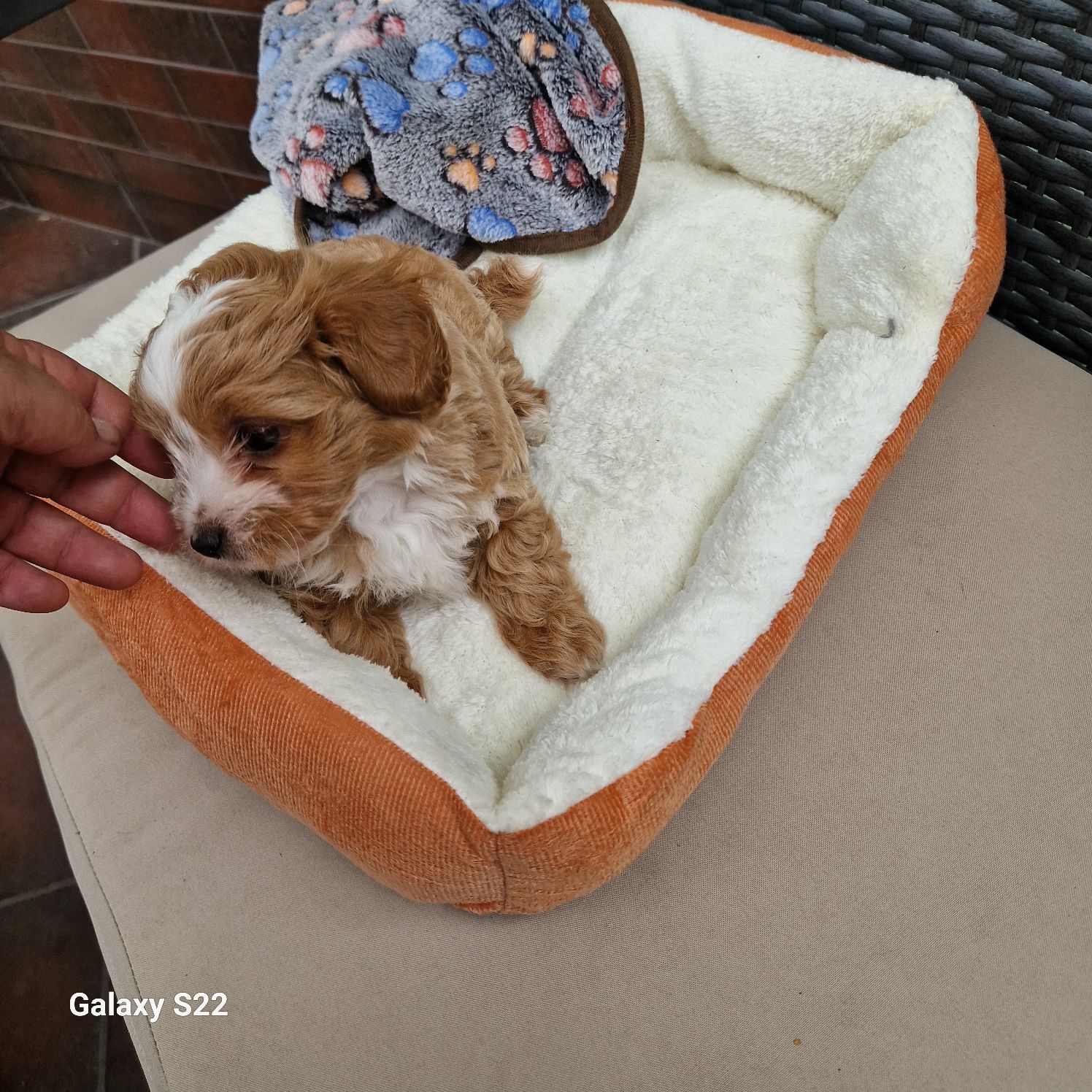 MALTIPOO-  pudelkowy syn