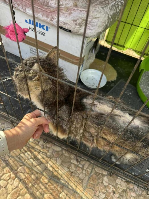 NUMA - kotka FIV+ w fatalnym stanie - adoptujesz? :(