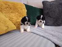 Shih tzu szczenię