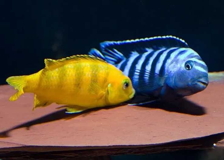 Pyszczaki Saulosi, młode 2-3cm WYSYŁKA