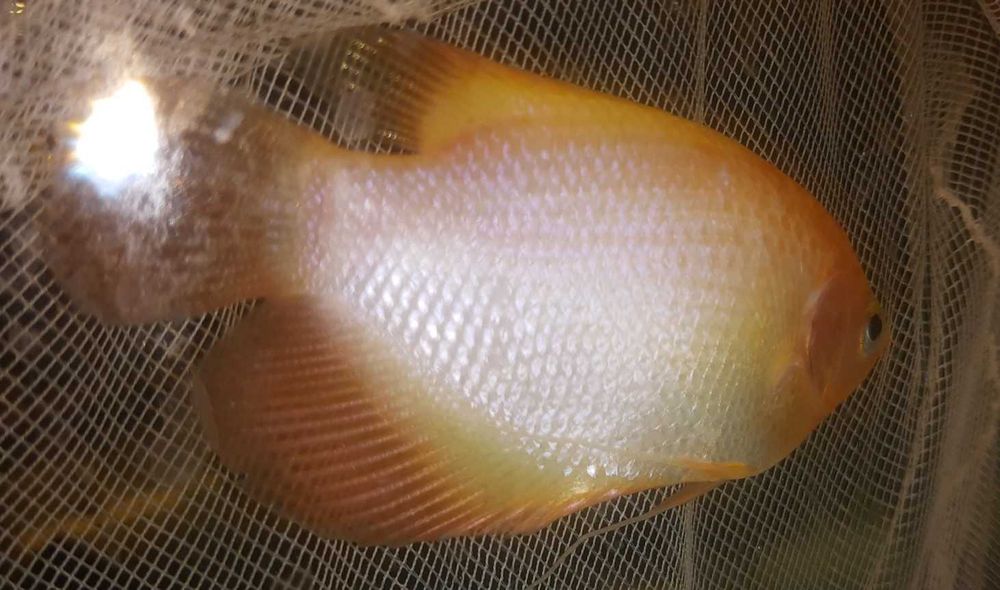 Gurami olbrzymi odmiana GOLDEN - Osphronemus gorami - dowóz, wysyłka