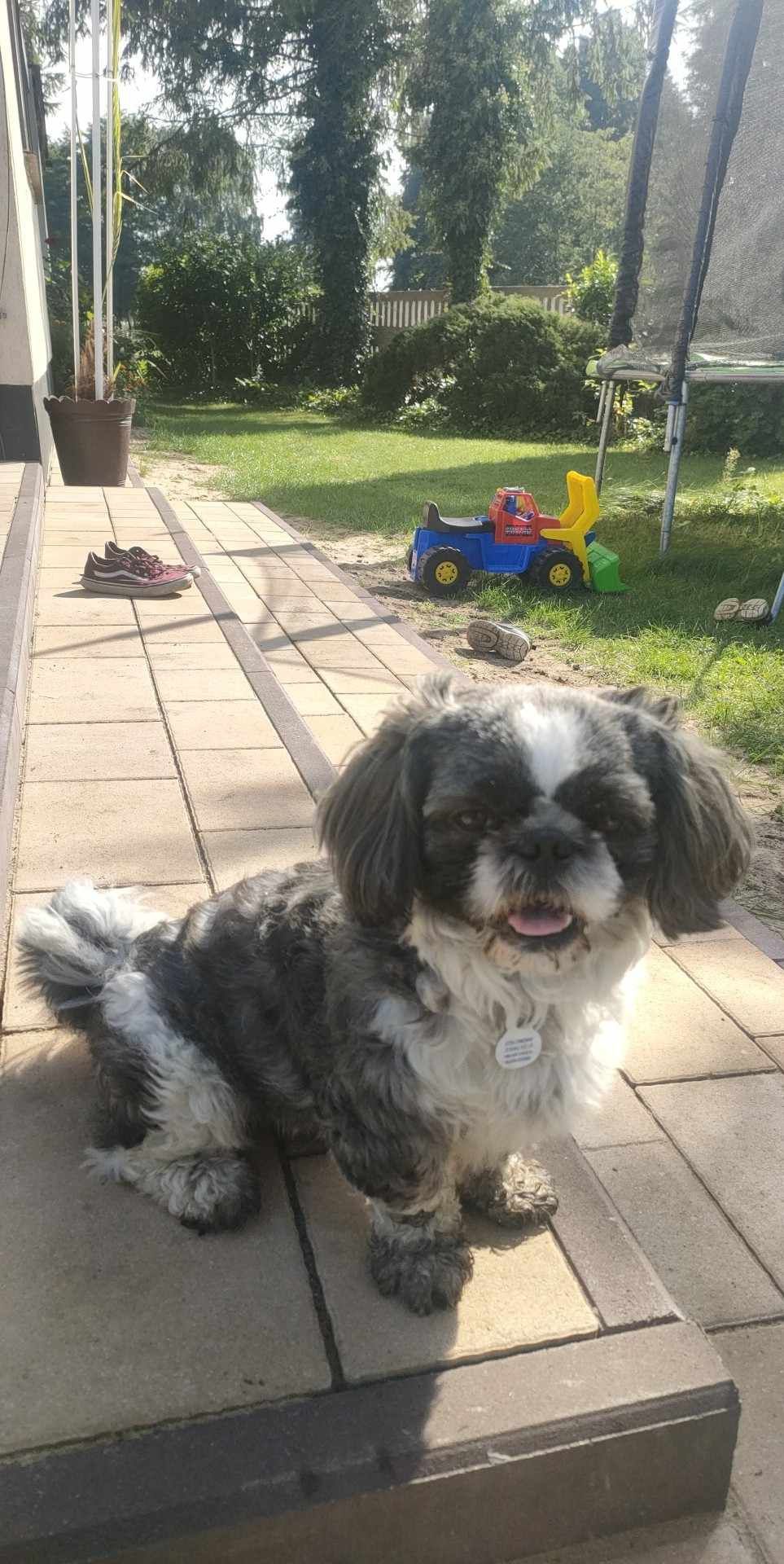 Shih Tzu reproduktor UCI