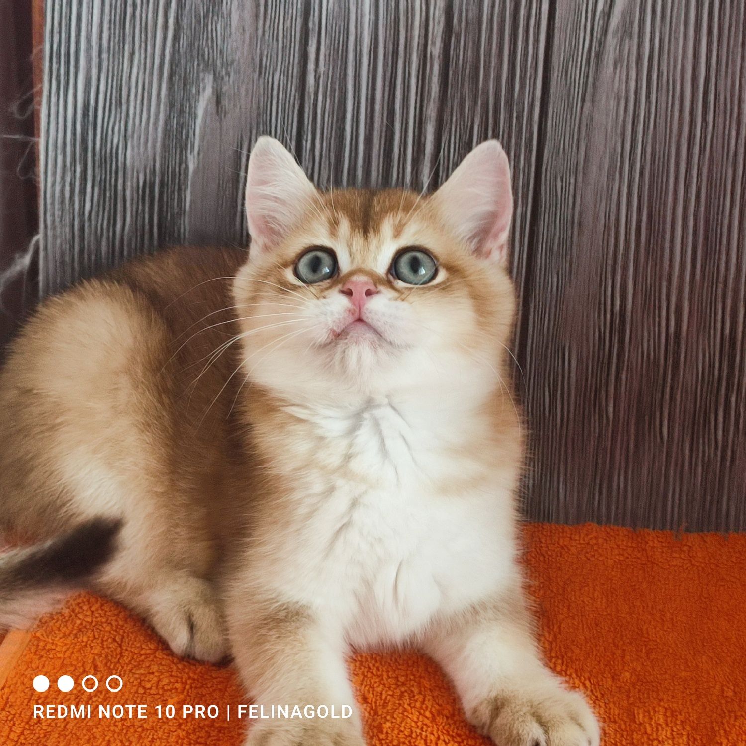 Британський золотий котик