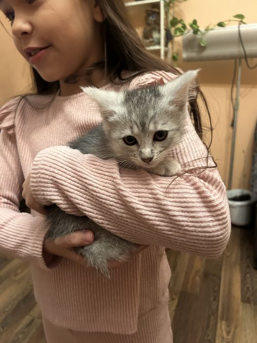 Котики кошенята котята кішка кот