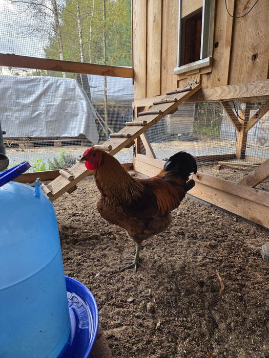 Młody kogut miks tegoroczny