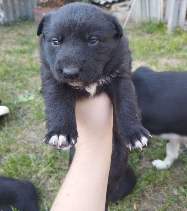 Отличные охранники и компаньены  Щенки в хорошие руки ( помесь л
