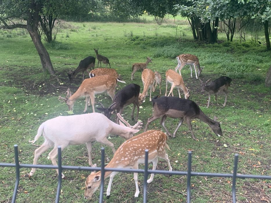 Daniele byki na sprzedaż