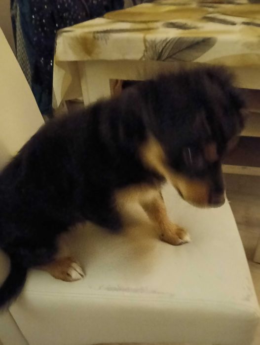 Oddam pieska za darmo