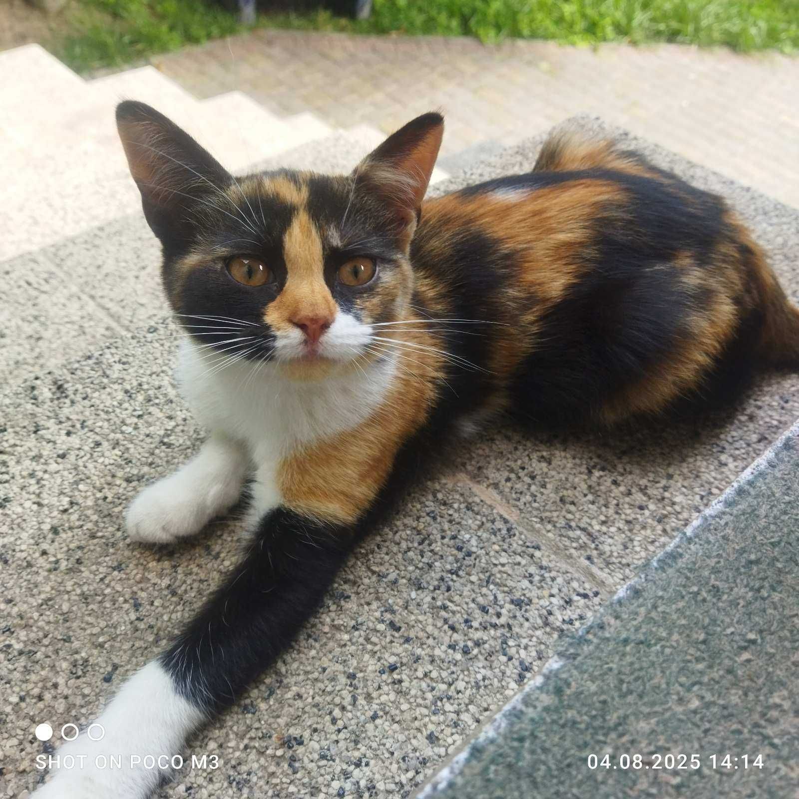 Котенятка шукають люблячу сім'ю