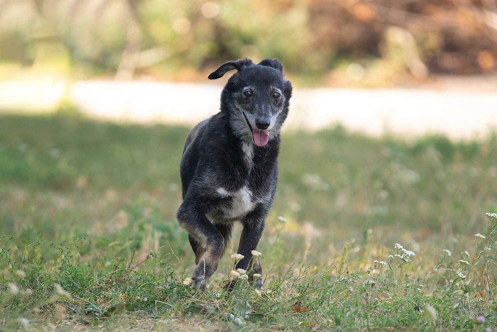 Віддам в добрі руки лагідну собаку Агірру.