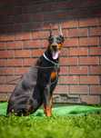 Super fajną suczkę rasy Doberman