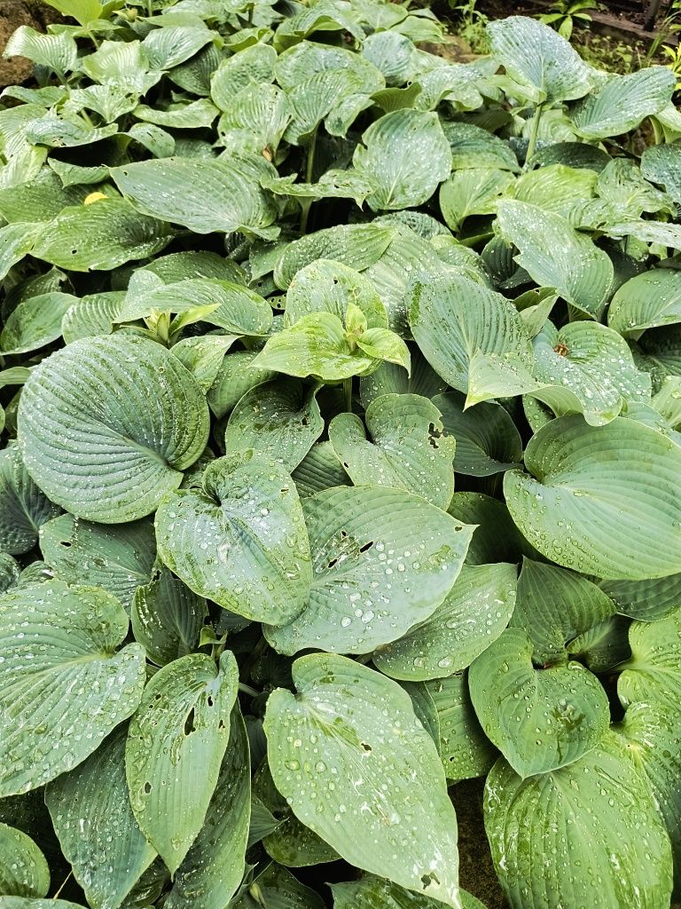 Funkia Hosta "Elegans" niebieska Funkiew odmianach - Duży wybór