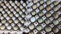 Jaja lęgowe bażantów łownych w mutacjach barwnych bażant