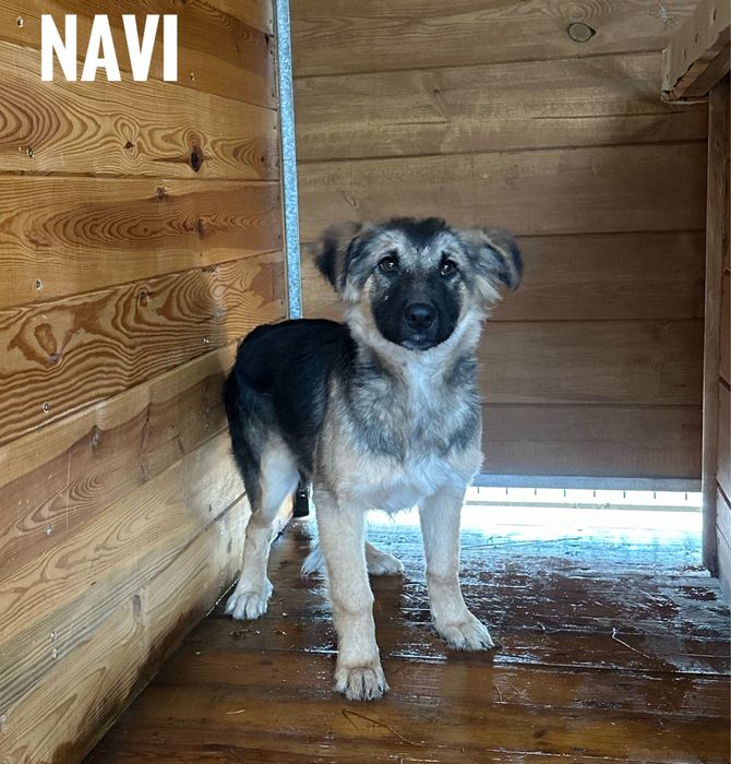 7 miesieczna owczarkowata Navi do adopcji za darmo