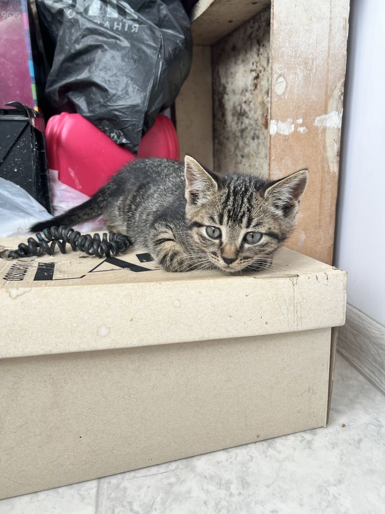 Віддаємо котиків в добрі руки