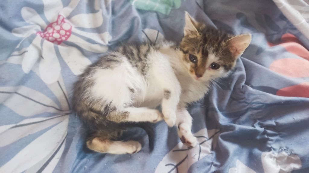 Trzy kocurki i jedna kotka do adopcji
