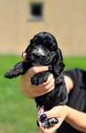 Cocker spaniel angielski