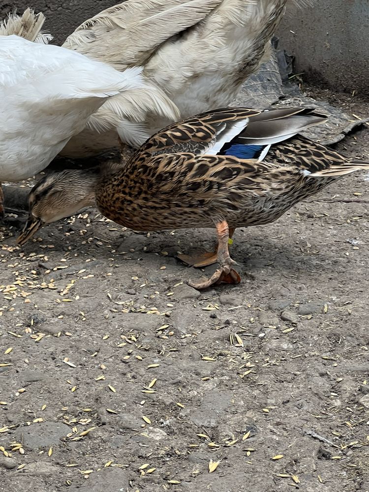 Króliki miniatorki baranki mini lop i zwykłe baranki i kaczke kanadyjk
