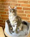 Honey Magnus*PL - kotka rasy Maine Coon szuka nowego domu :)