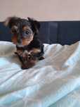 Mini piesek YorkiShire Terrier 4 pokoleniowy rodowód
