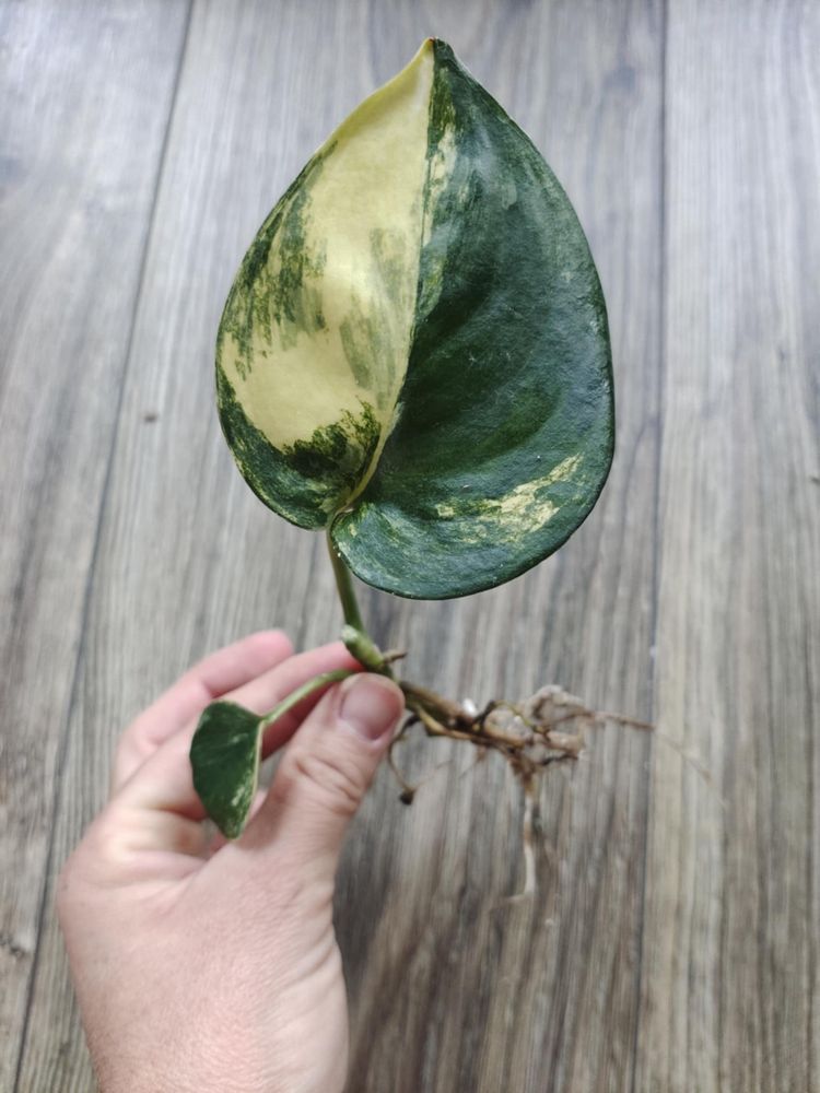Scindapsus jade satin aurea