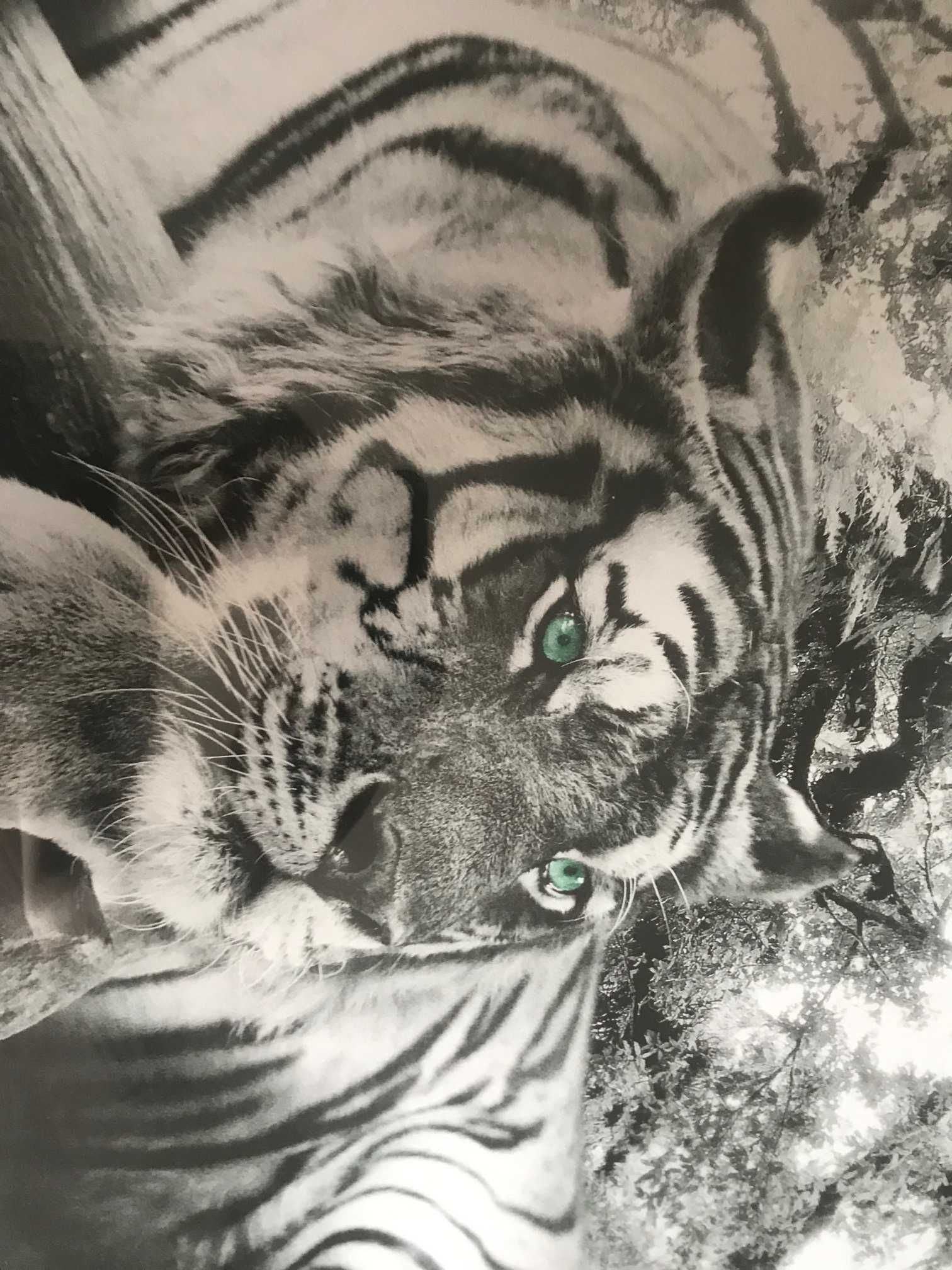 Plakat 70x100 cm tygrys z zielonymi oczami nie lew