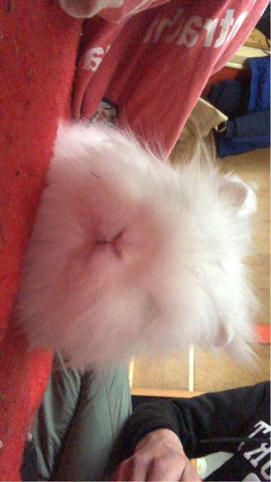 Sprzedam króliczka miniatórka