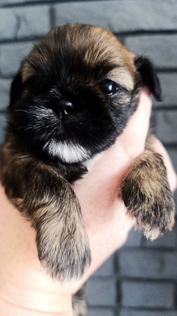 Shih tzu z genem czekoladowym