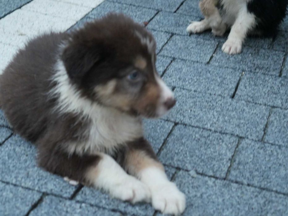 Border collie -czekoladowy