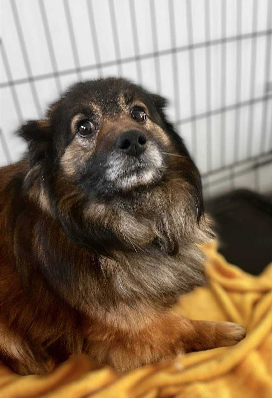 Pompon - kuleczka strachu