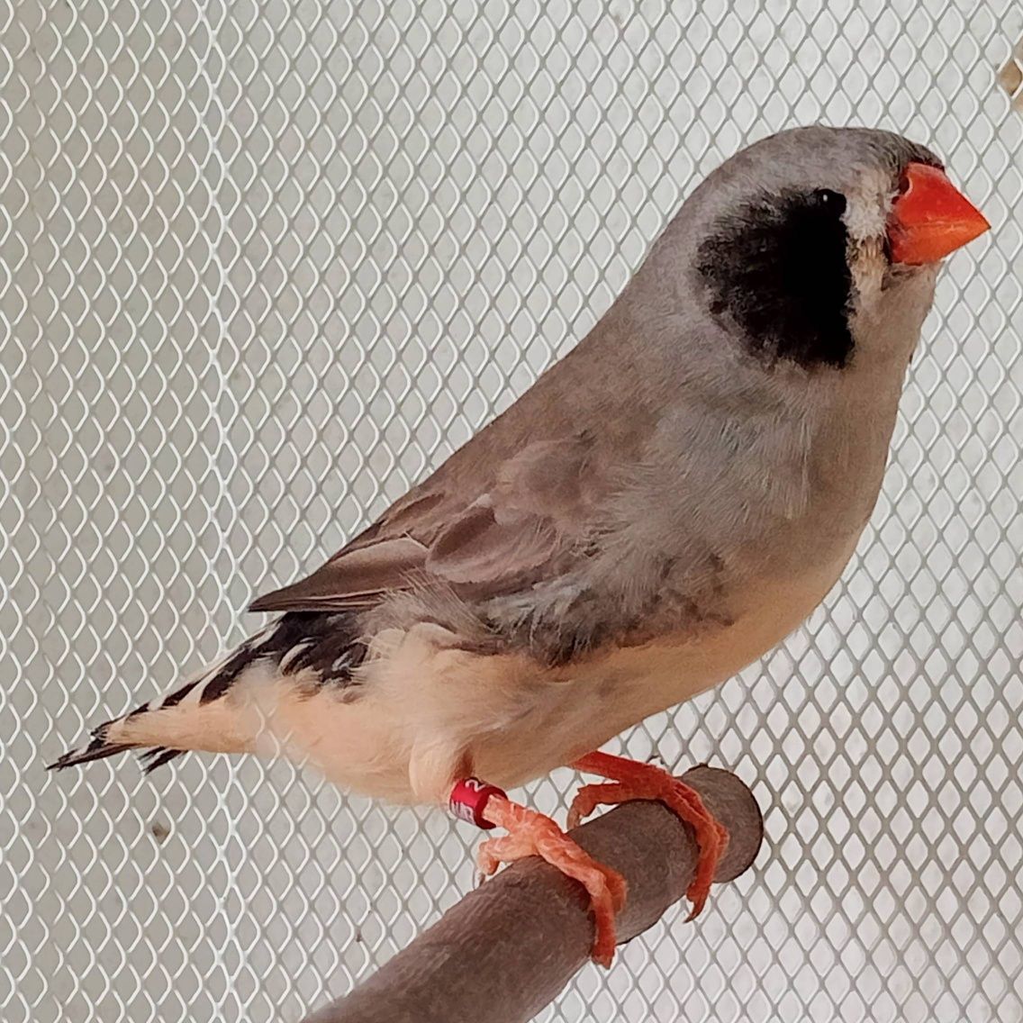 Mandarins de Exposição