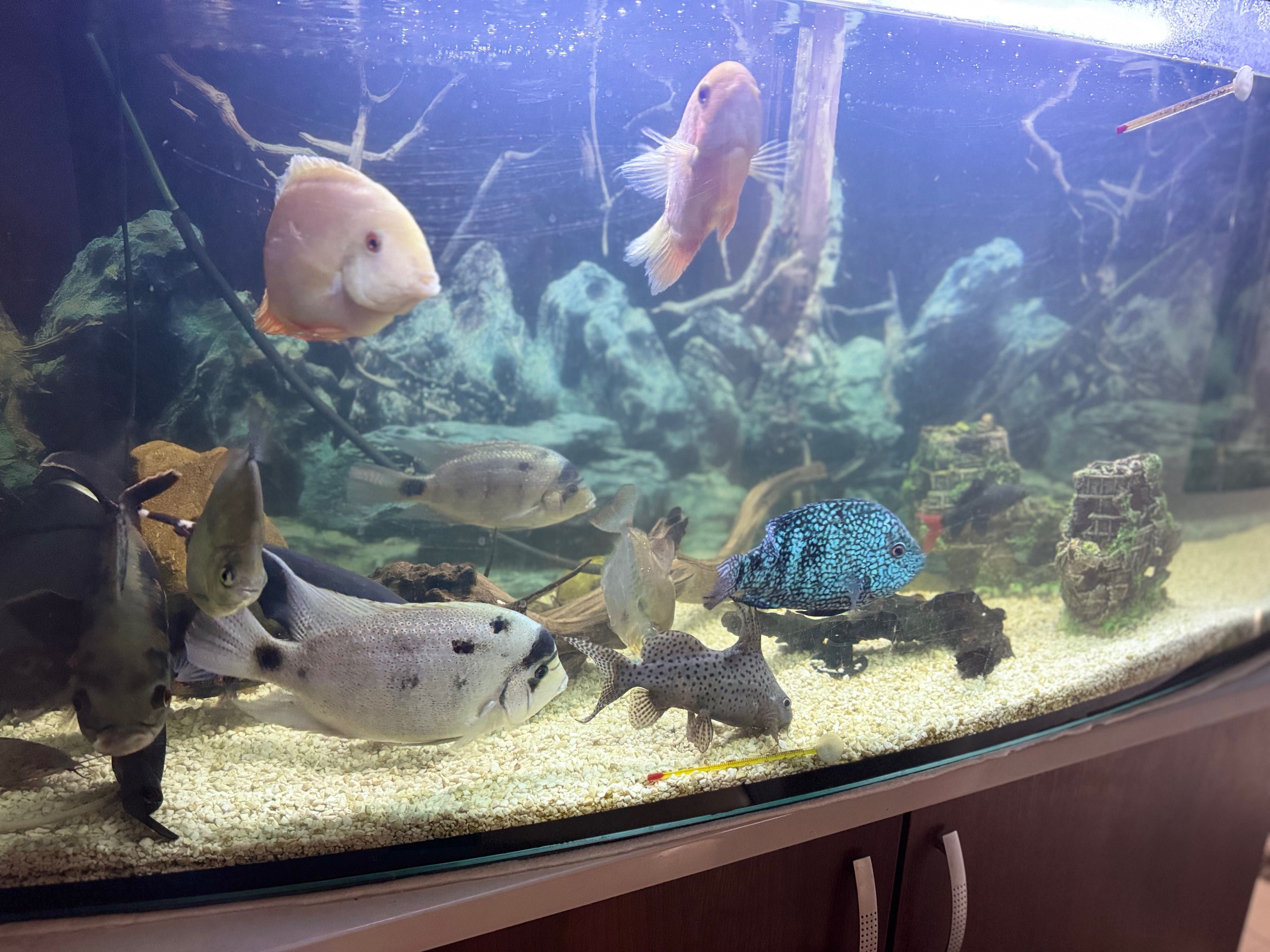 Akwarium 450l z rybami