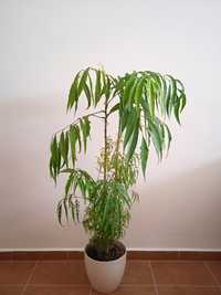 aralia ming doniczkowa domowa  110 cm