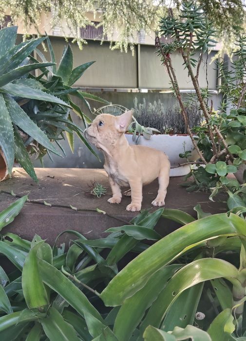 Bulldog Francês Fêmea