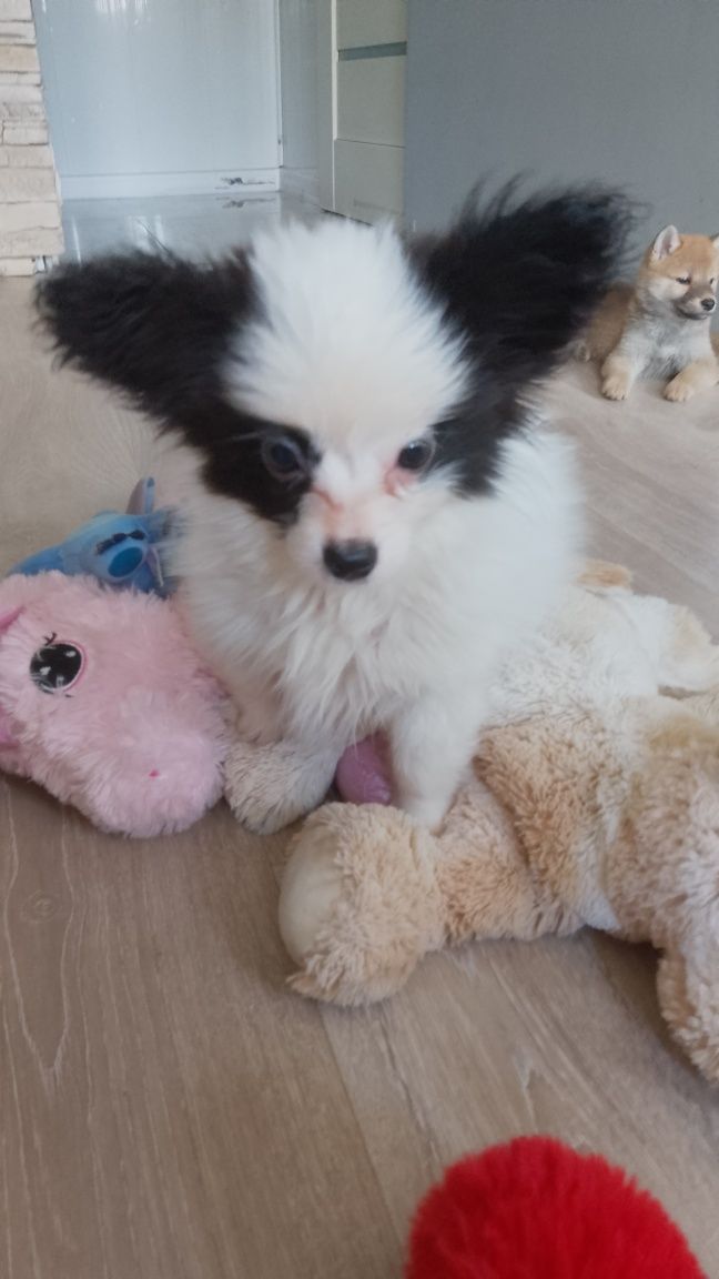 Papillon piesek gotowy do odbioru