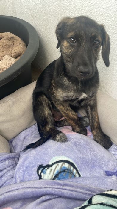 Cadelinha com 3,5 meses para adoção muito responsável