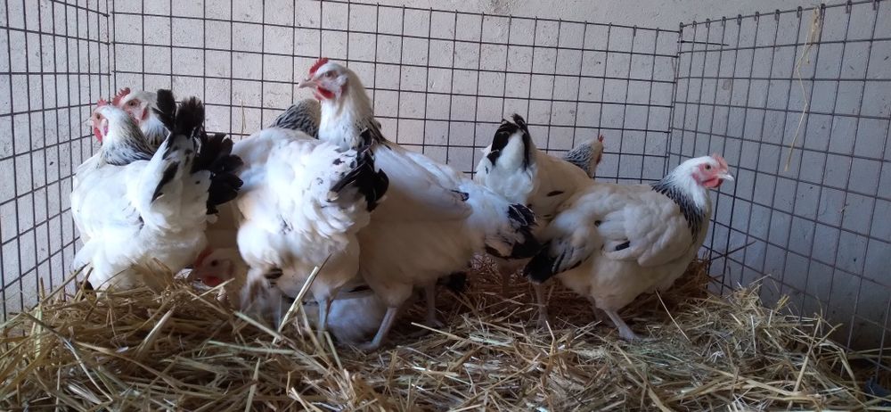 Kury Nioski Rosa z Jajkiem. Wysyłka!