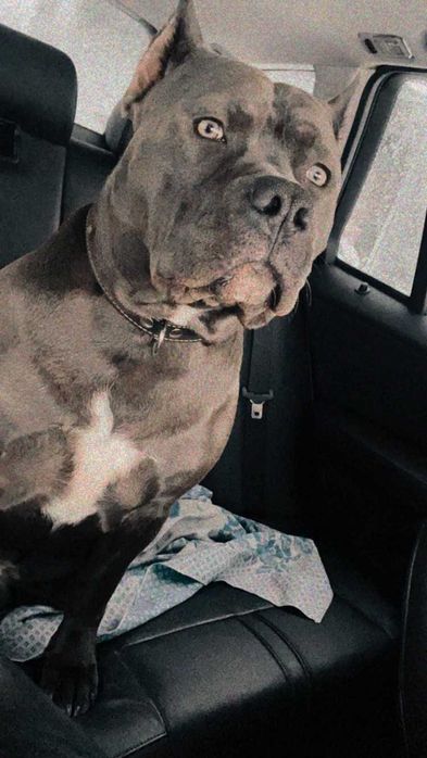 Ам-стаф случка . Родословний .