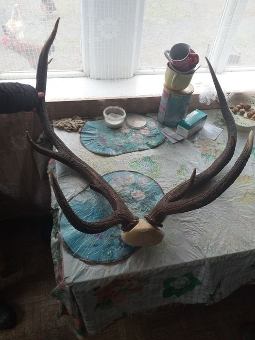 Продам роги оленя