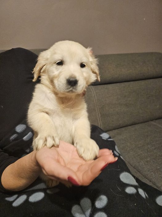 Golden retriever szczeniak
