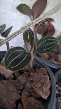 Jewel orchid Ludisia Discolor Лудізія Дорогоцінна орхидея