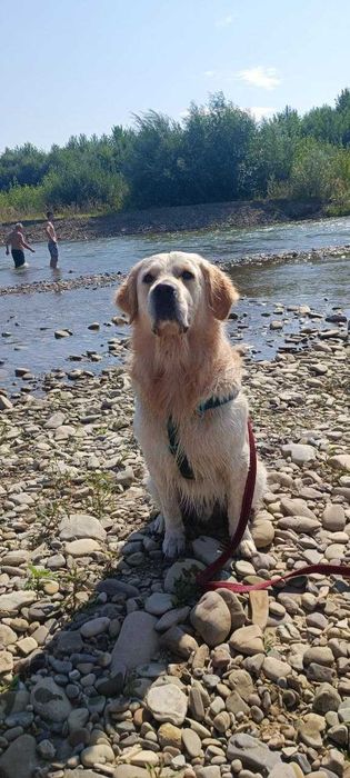 В'язка Золотистий Ретривер