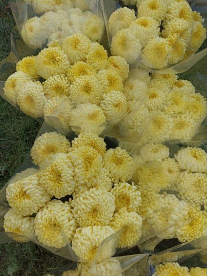 Chryzantemy wielkokwiatowe