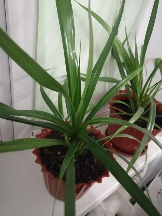 Панданус кімнатний