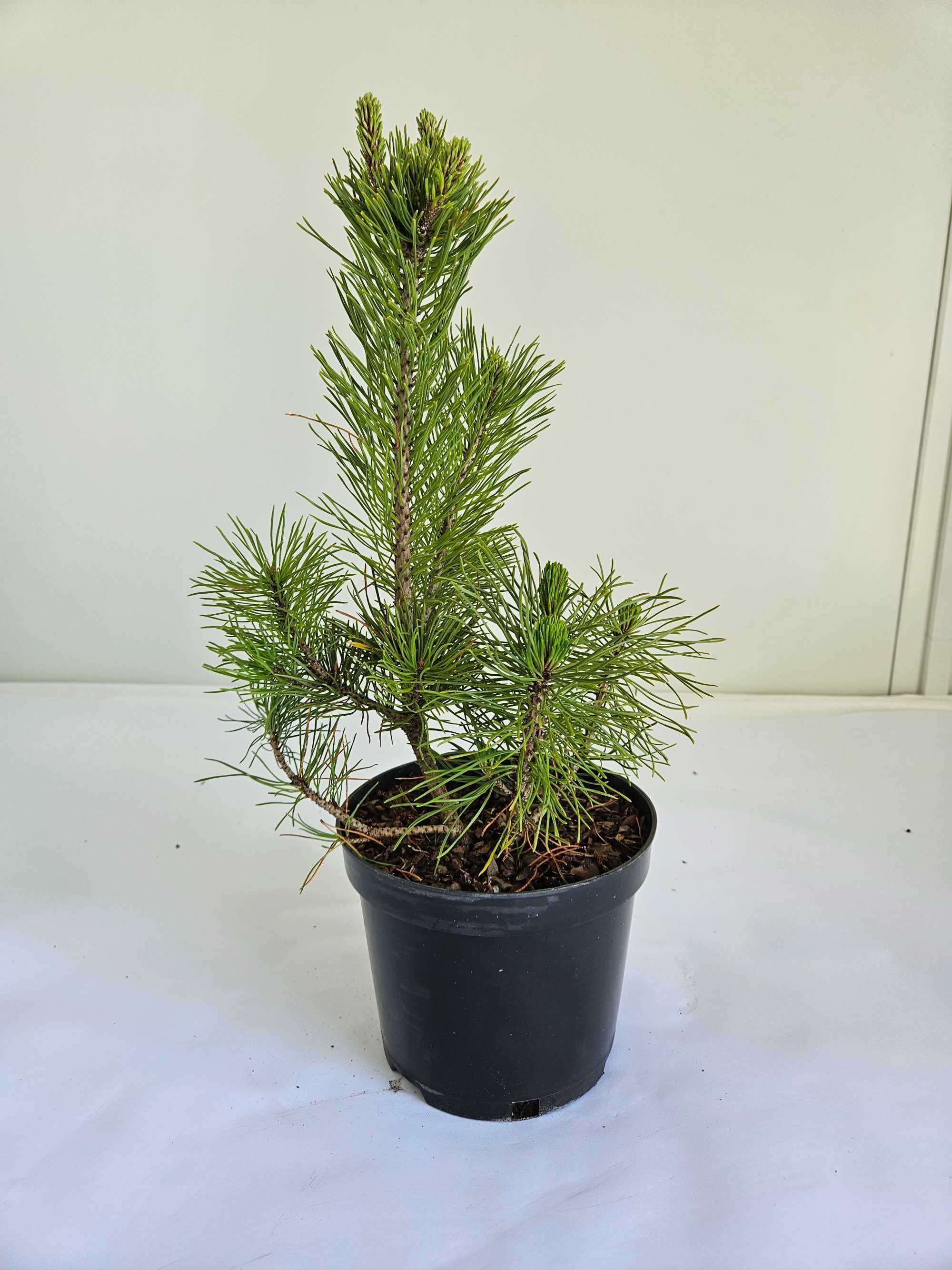 Kosodrzewina 'Pumilio' (Pinus mugo 'Pumilio')