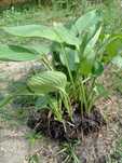 Sadzonki hosta funkia zielona