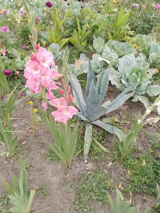 Агава привезена з Азовського моря